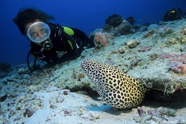 100 diver with moray eel