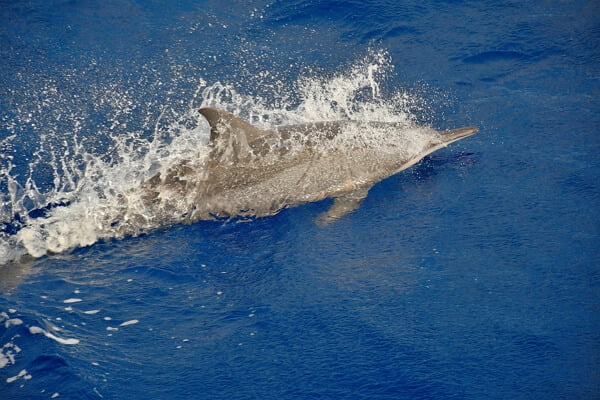 102 Diving – Dolphin at Alphonse