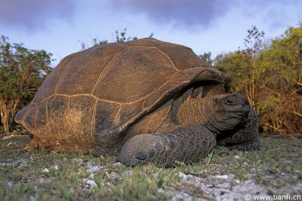 105. Aldabra tortoise