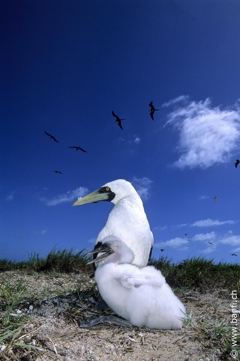 86. boobie, chick, adult fregates