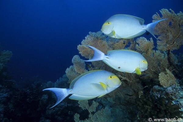 98. FB fish with fan coral